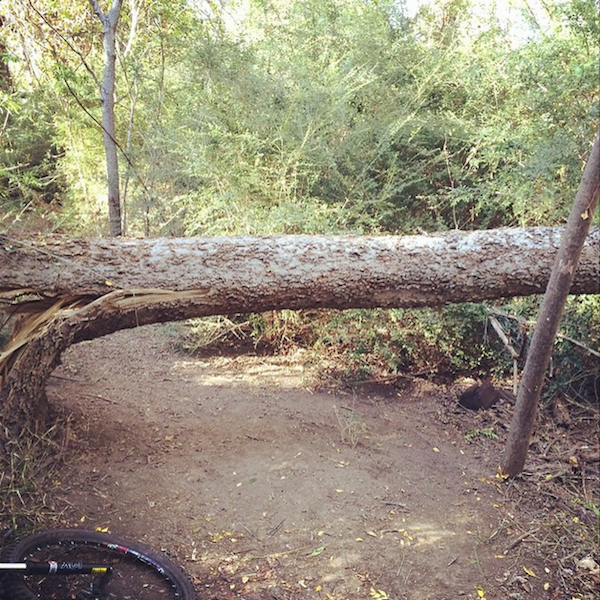 Photo of a felled tree laying across a trail.