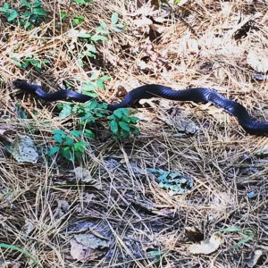 Black snake moving through dry pine needles