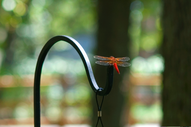 Dragonfly landing on a metal pole