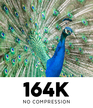 Image of peacock with tail feathers expanded at 164K
