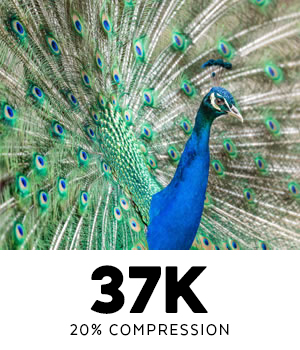 Image of peacock with tail feathers expanded at 37K
