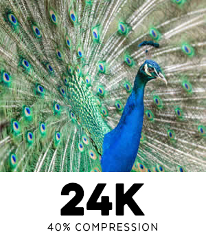Image of peacock with tail feathers expanded at 24K